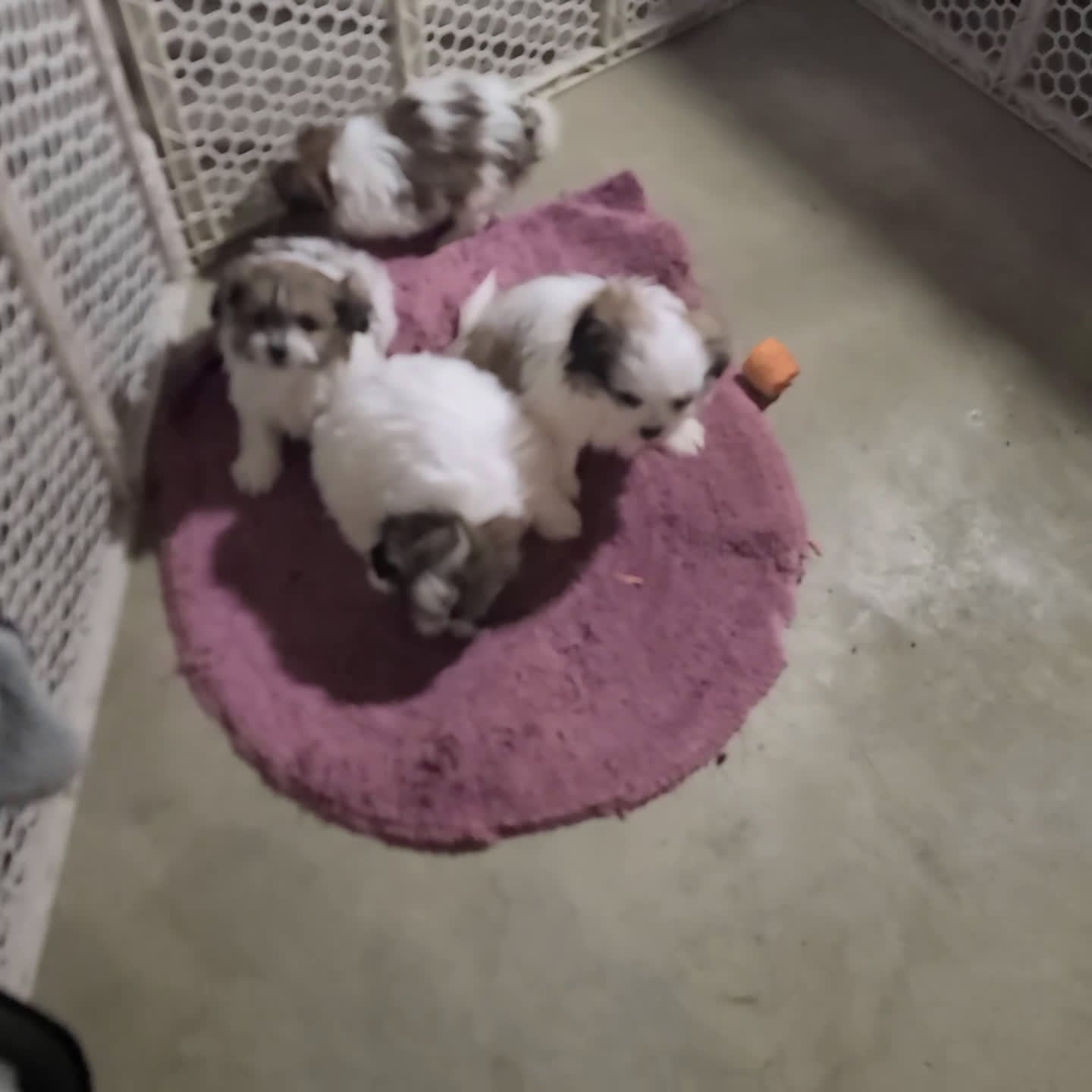 Mixed Breed dogs for sale: Amber - Video 1