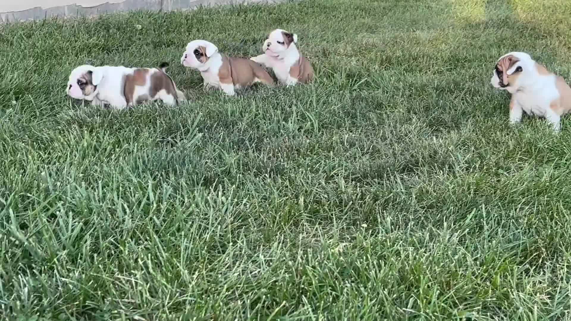 English Bulldog dogs for sale: Ivy - Video 1