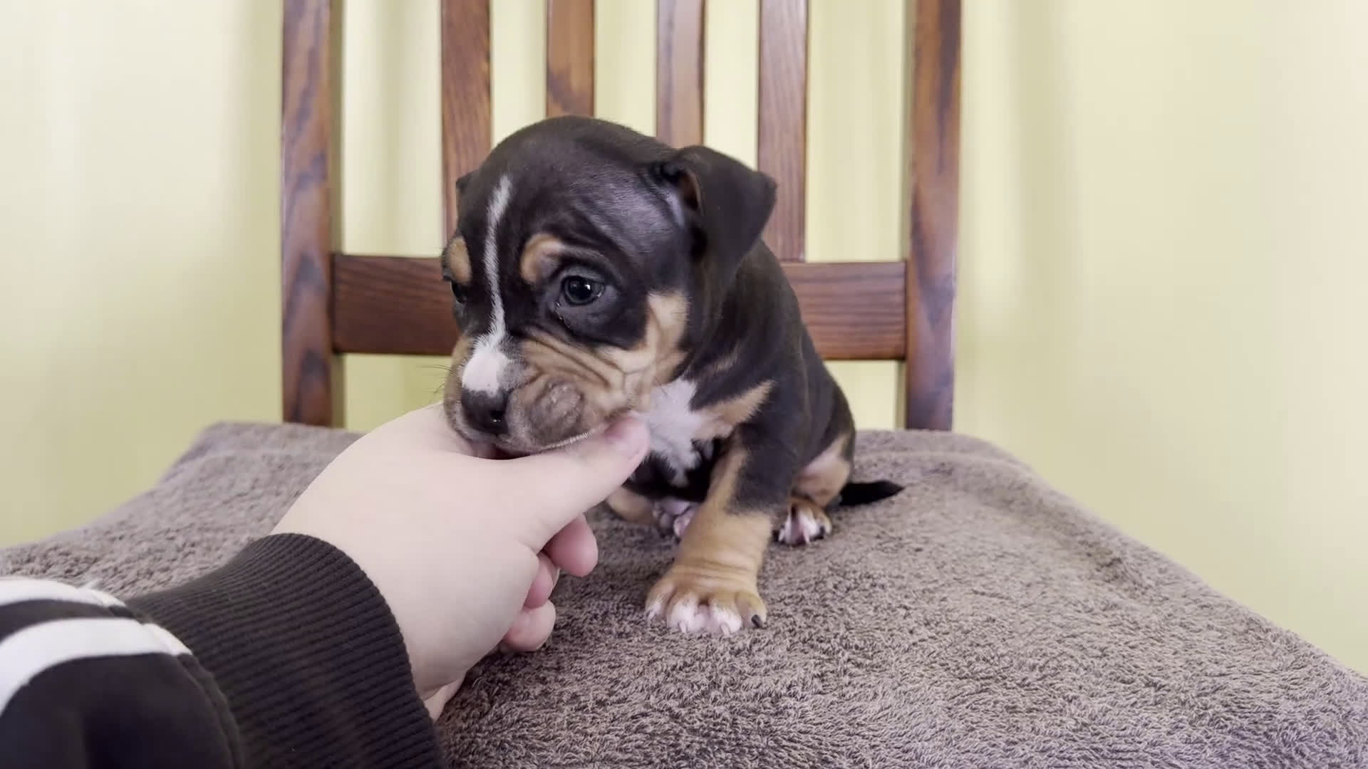 American Bully dogs for sale: Eli - Video 1