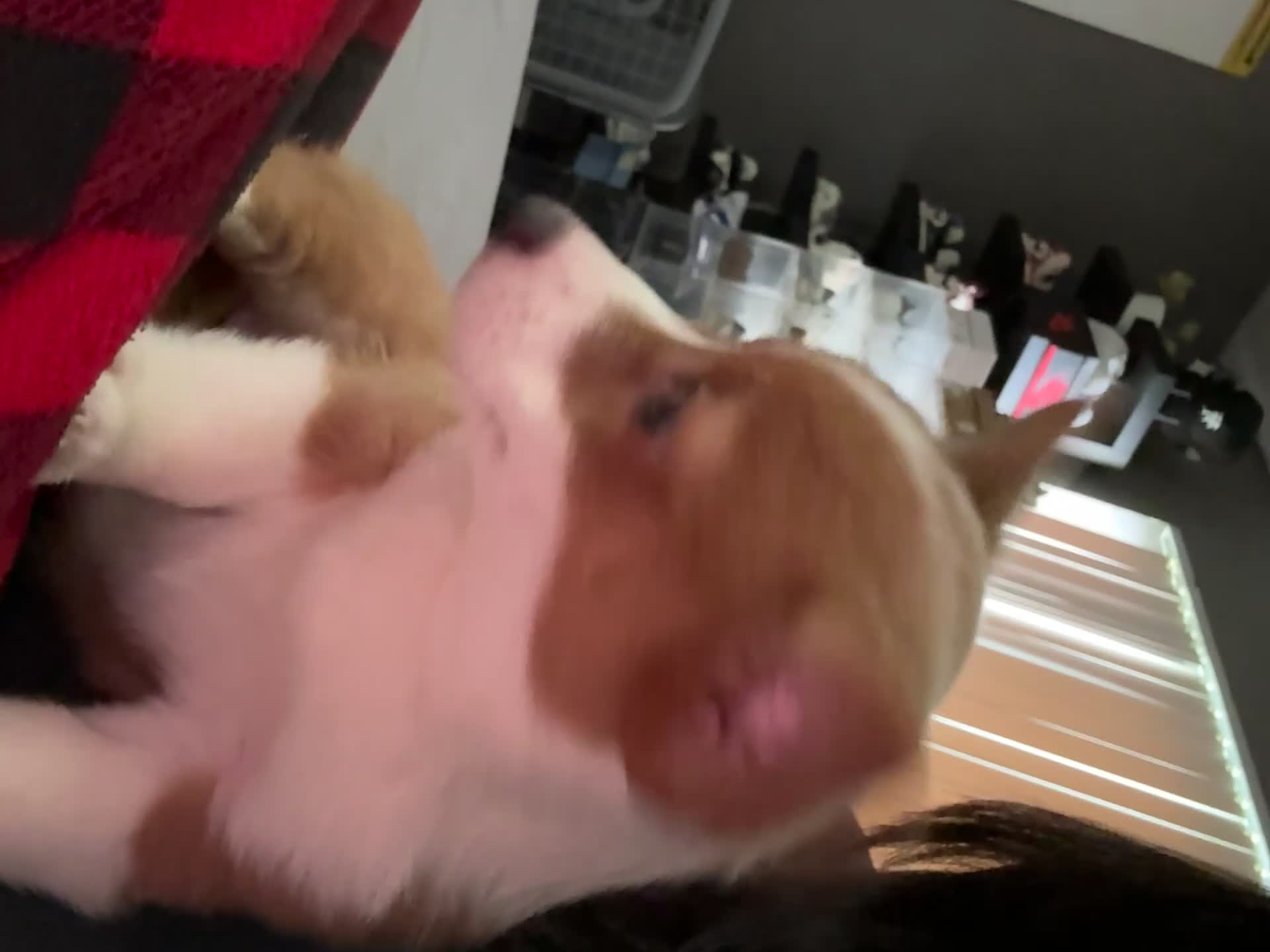 Welsh Corgi Pembroke dogs for sale: Lav - Video 4