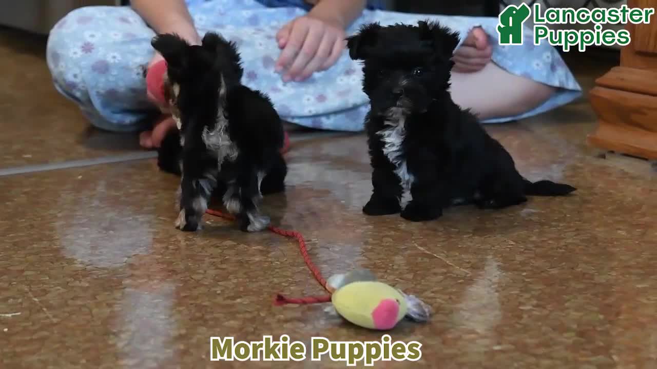 Morkie dogs for sale: Olan - Video 1