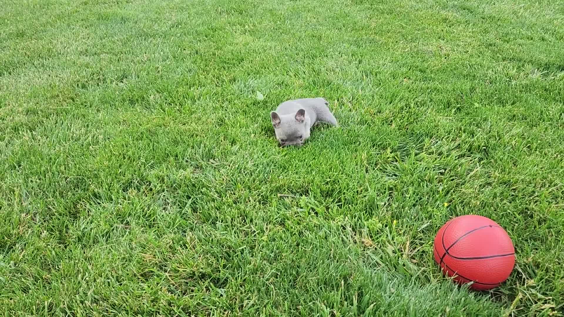 French Bulldog dogs for sale: Jayden  - Video 1