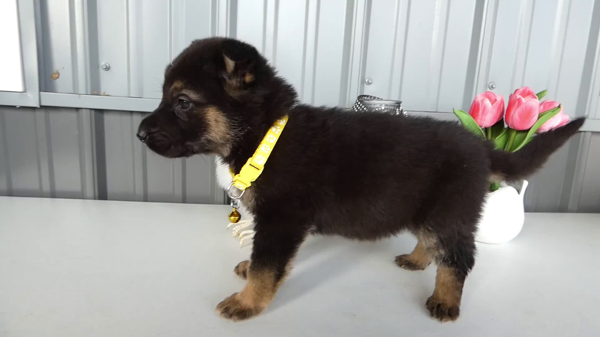 German Shepherd dogs for sale: German Shepherd Puppy 2 Winnie - Video 1