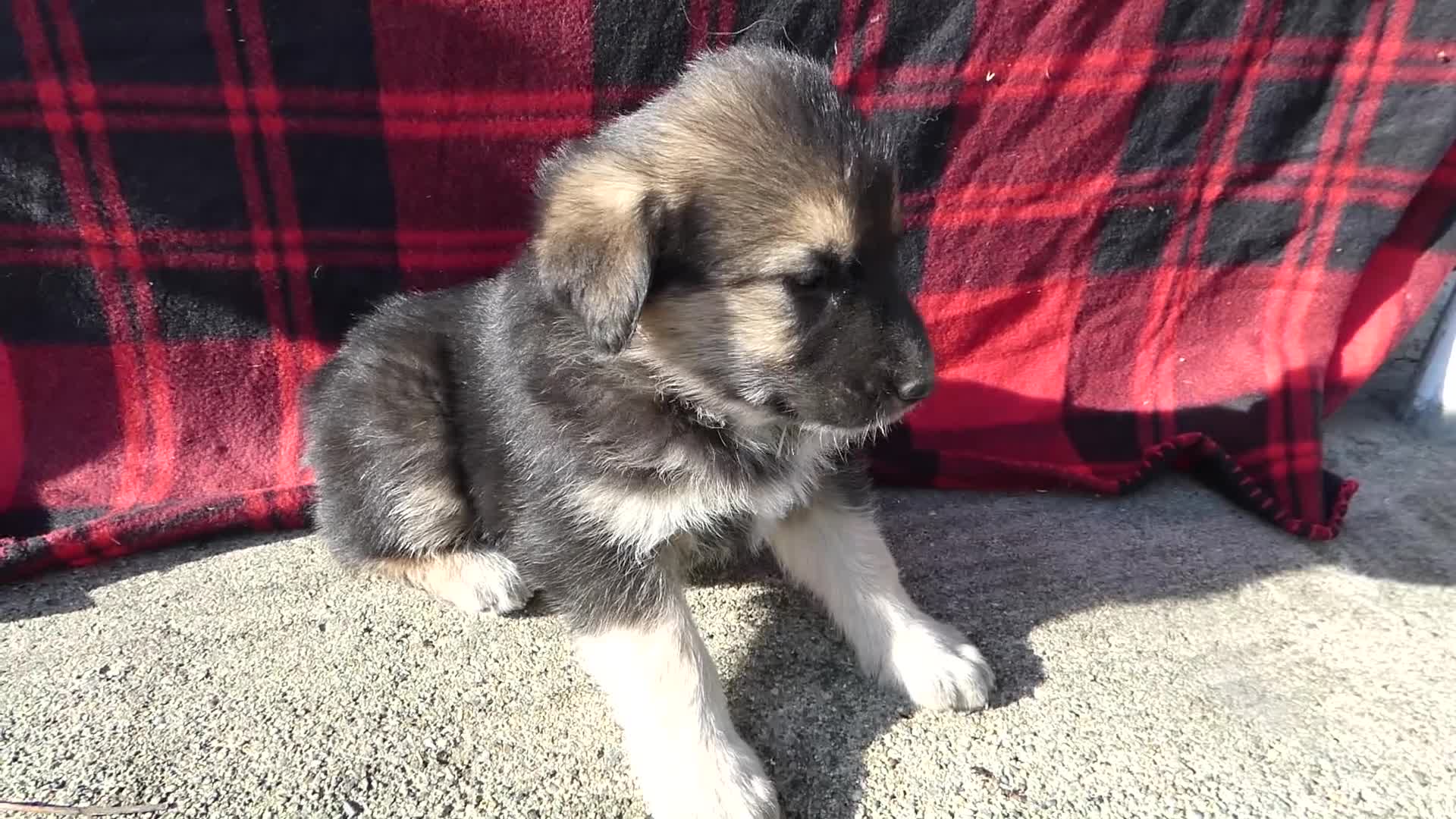 Great Pyrenees dogs for sale: Great Pyrenees Puppy 7 Buster - Video 1