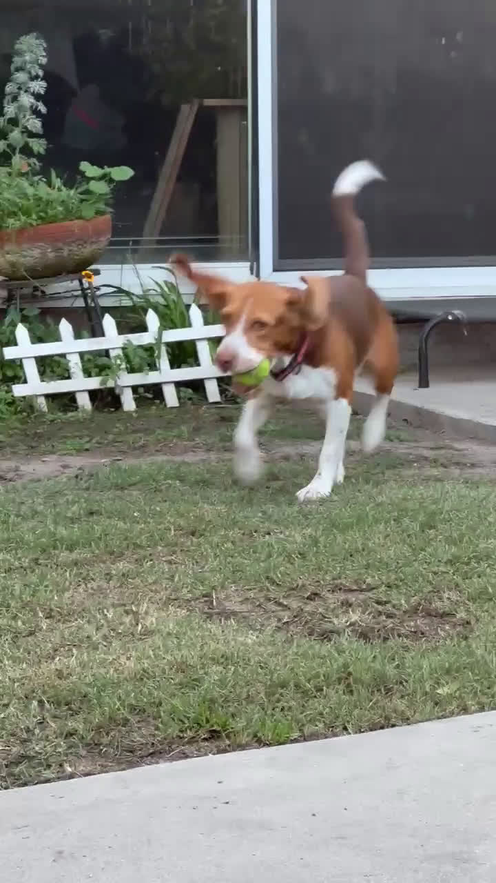 Beagle dogs for sale: Beagle Puppy 6 - Video 3