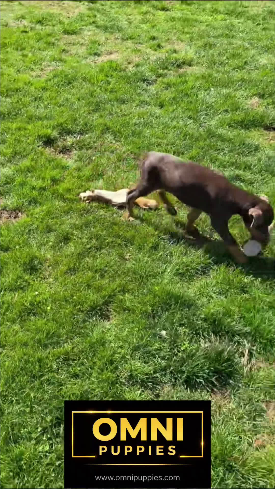 Doberman Pinscher dogs for sale: Christy - Video 1