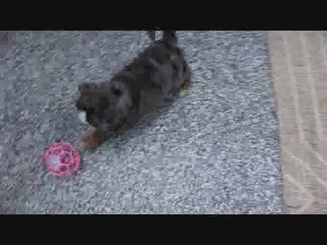 Mini Bernedoodle dogs for sale: Logan - Video 7