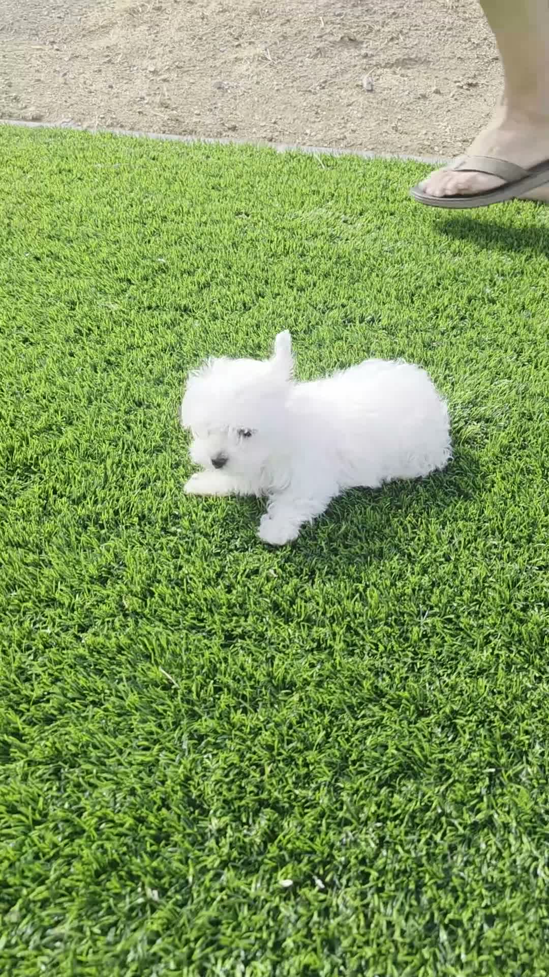 Maltese dogs for sale: Quinn - Video 2