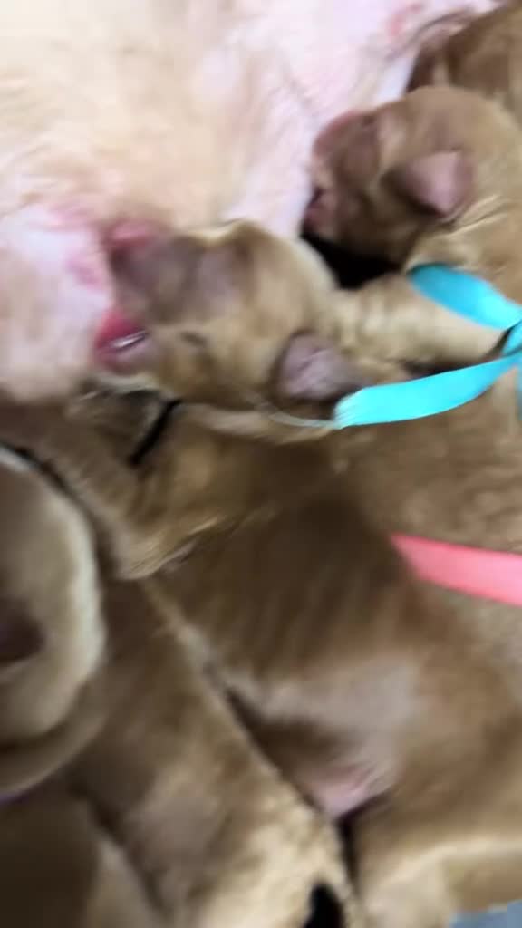 Goldendoodle dogs for sale: Goldendoodle 7 - Video 1
