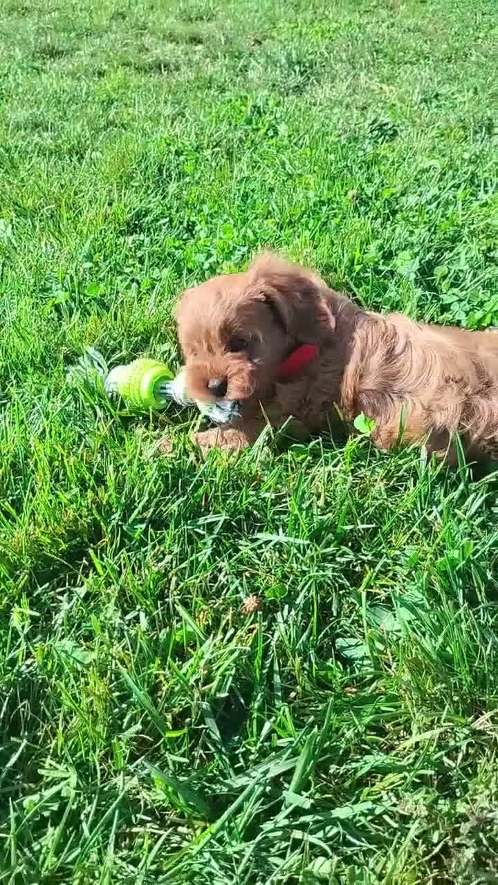 Cavapoo dogs for sale: Haley  - Video 1