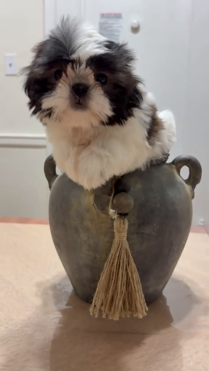 Shih Tzu dogs for sale: Elizabeth - Video 1