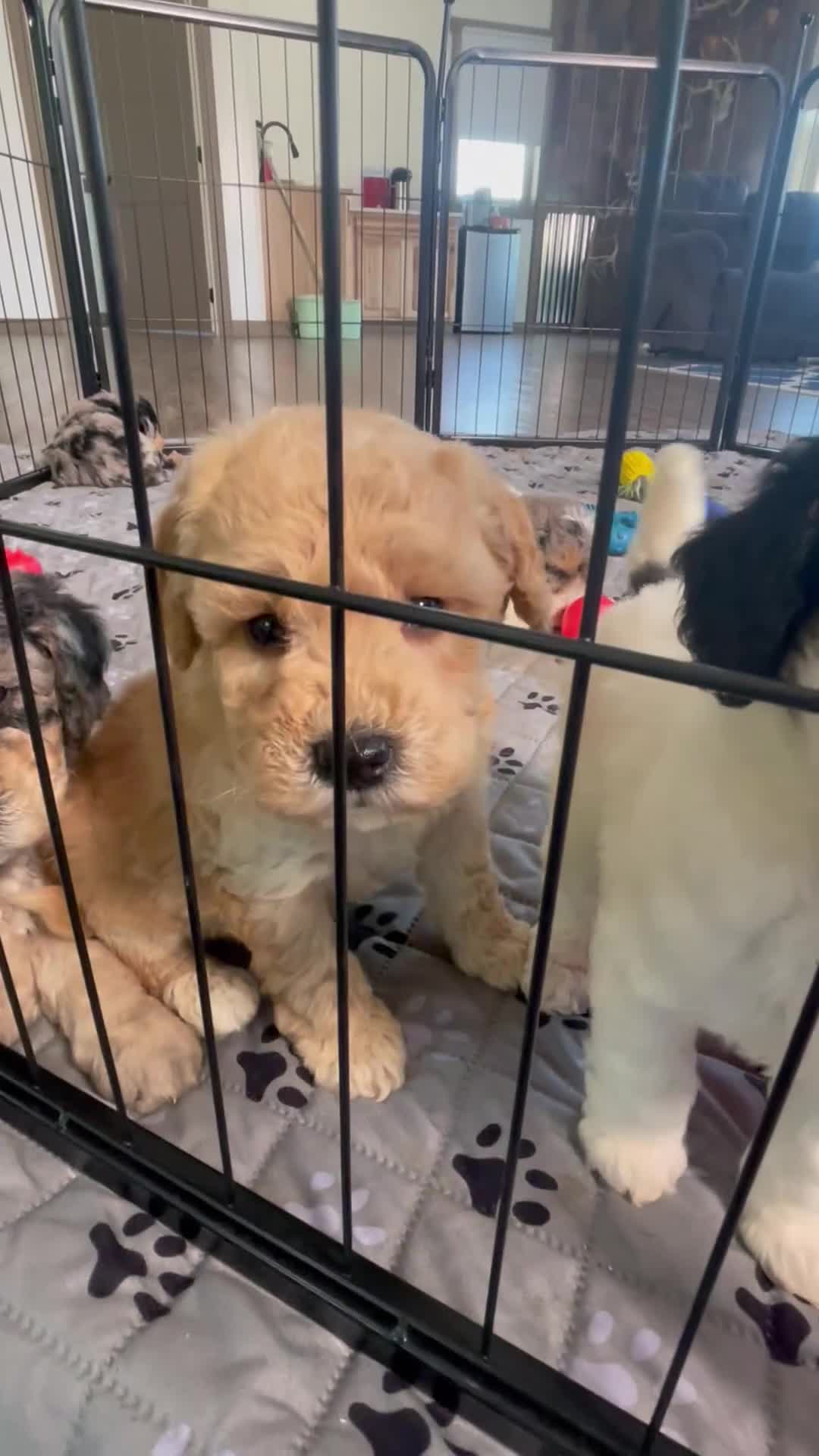 Mini Goldendoodle dogs for sale: Mr. Kane - Video 1