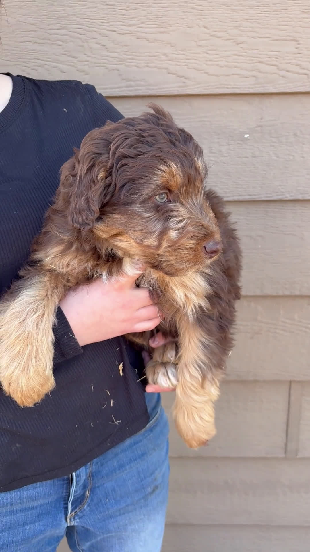 Aussiedoodle dogs for sale:  Puppy 1 - Video 1
