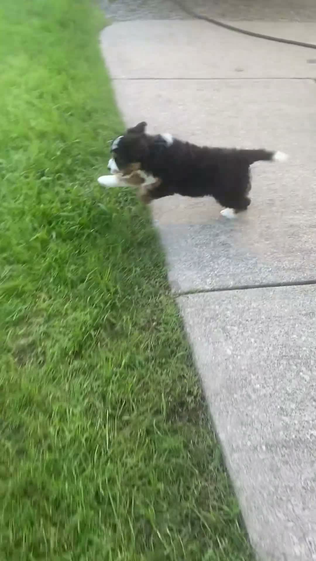 Mini Aussiedoodle dogs for sale: Amber - Video 1
