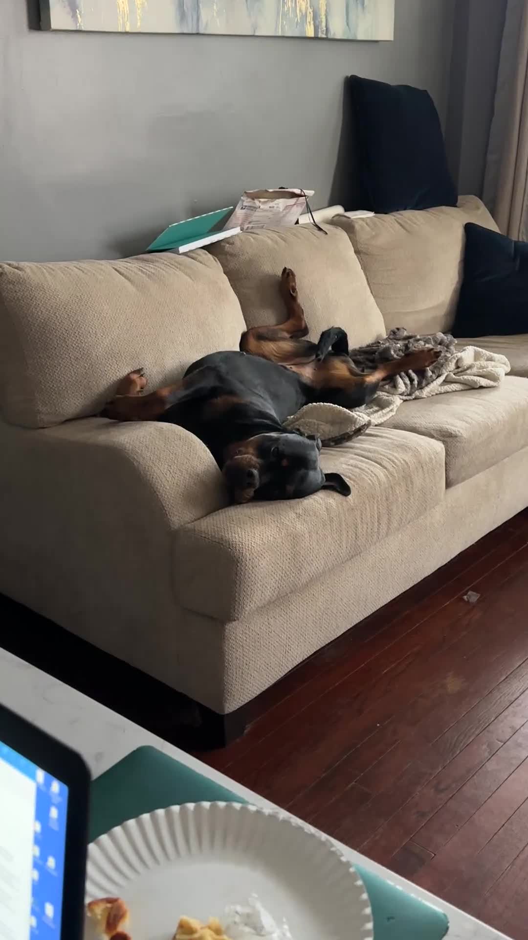 Rottweiler dogs for sale: Rottweiler Puppy 1 - Jax - Video 4