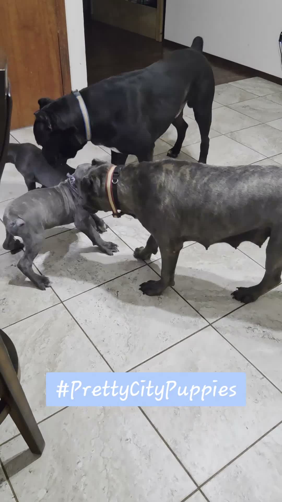 Cane Corso dogs for sale: Cane Corso 1 - Video 1