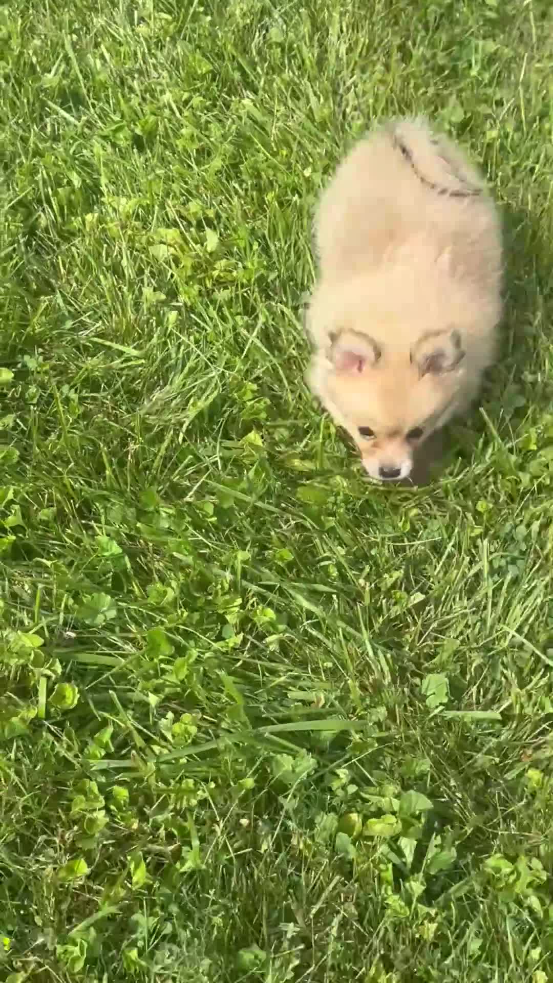 Pomeranian dogs for sale: Pomeranian 1 - Video 1