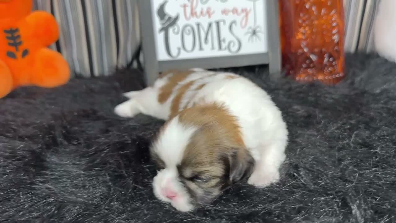 Shih Tzu dogs for sale: Shih Tzu 1 - Video 1
