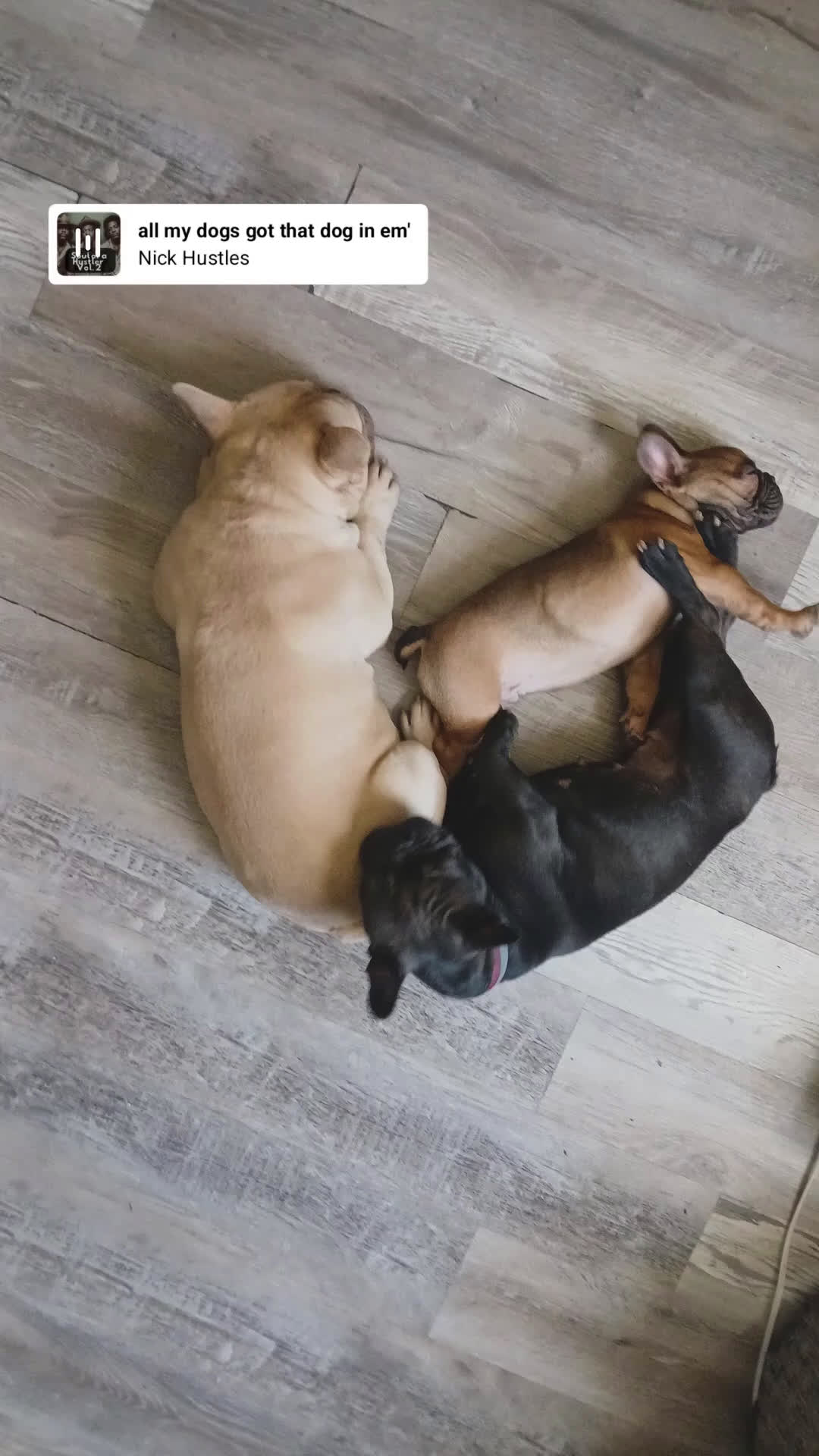 French Bulldog dogs for sale: French Bulldog Puppy 1 - Video 5