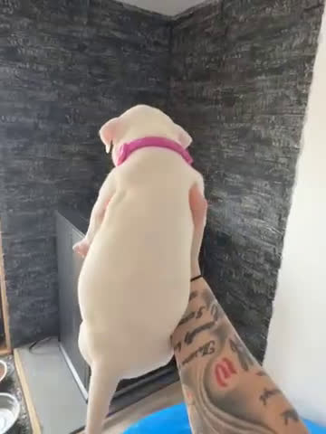 Dogo Argentino dogs for sale: Purple pink collar female  - Video 1