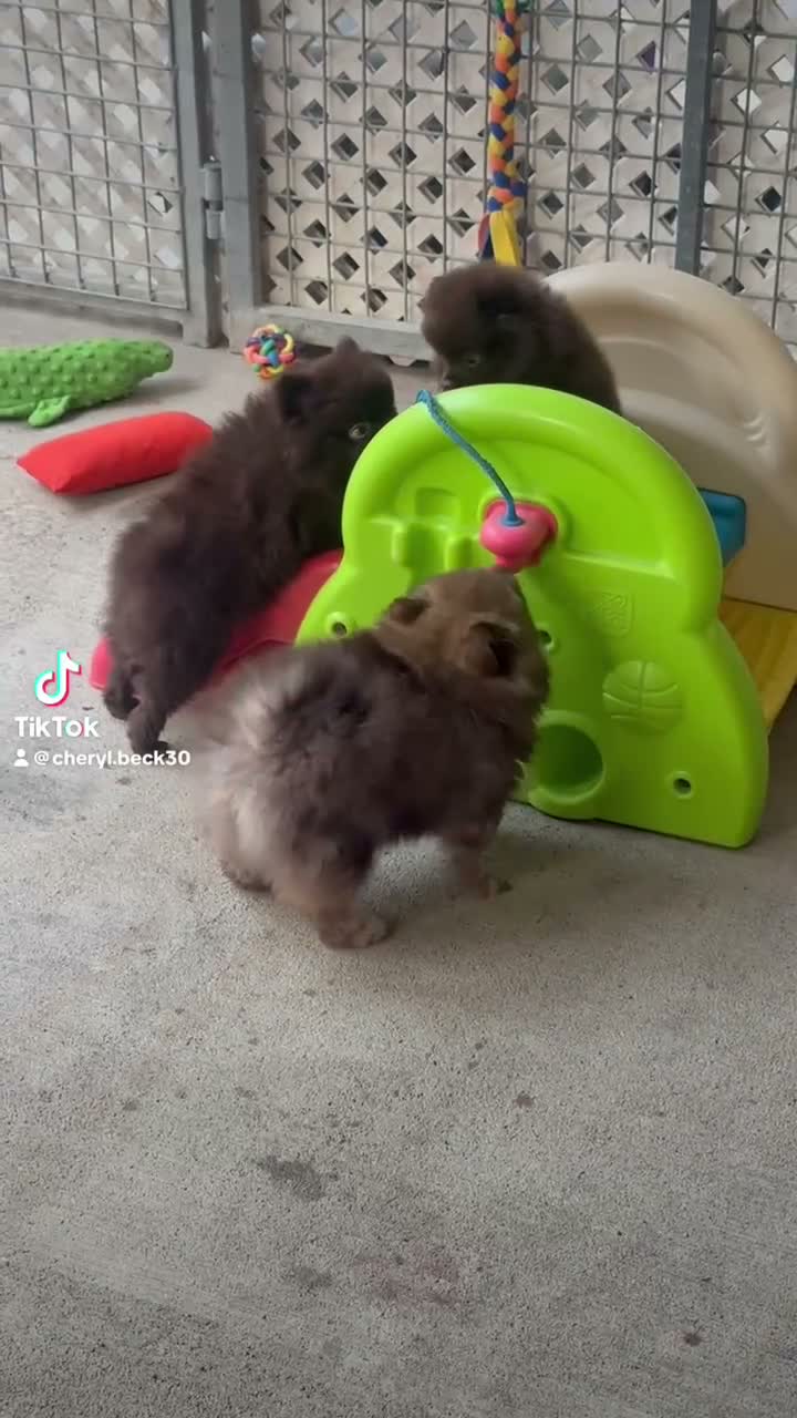 Pomeranian dogs for sale: Hershey - Video 1