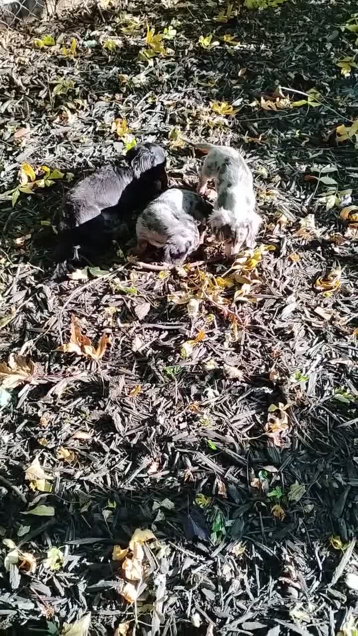 Dachshund dogs for sale: Dachshund 1 - Video 2