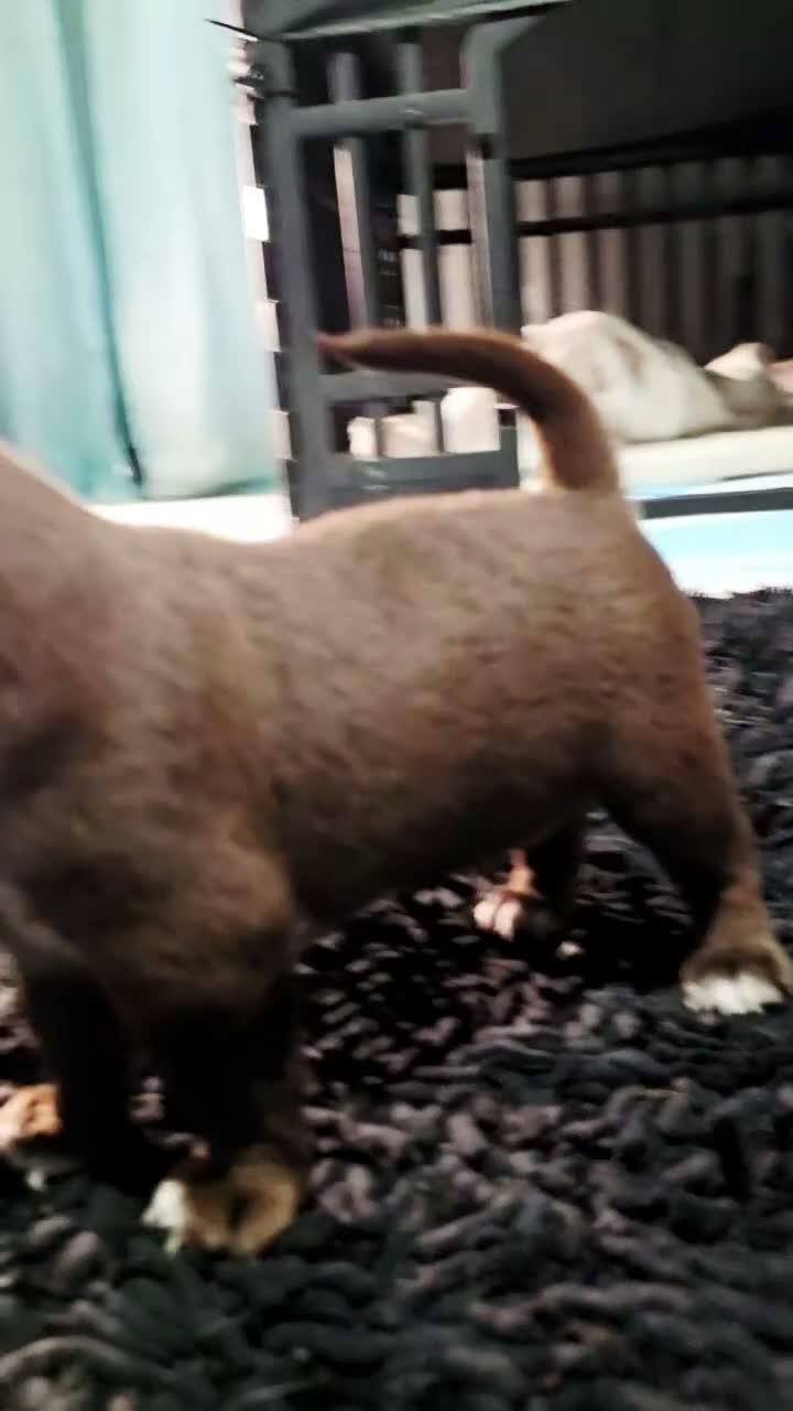Majesty Chihuahua for sale in Andalusia | Lancaster Puppies