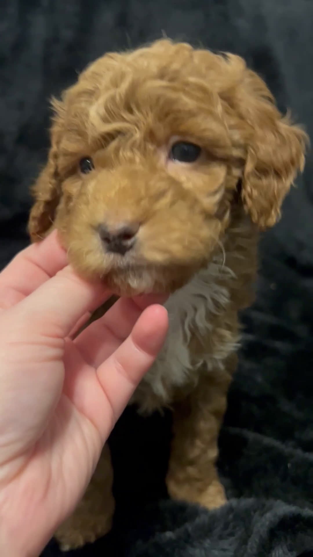 Mini Goldendoodle dogs for sale: Ms Grits - Video 1