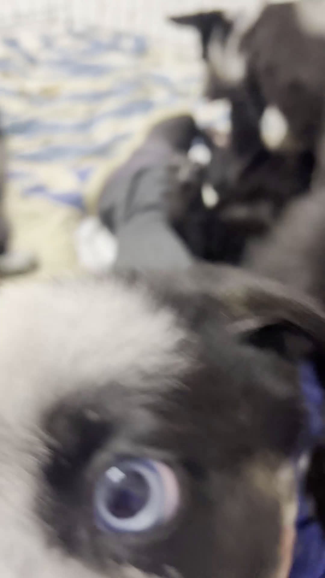 German Shepherd dogs for sale: Chica - German Shepherd Puppy  - Video 1