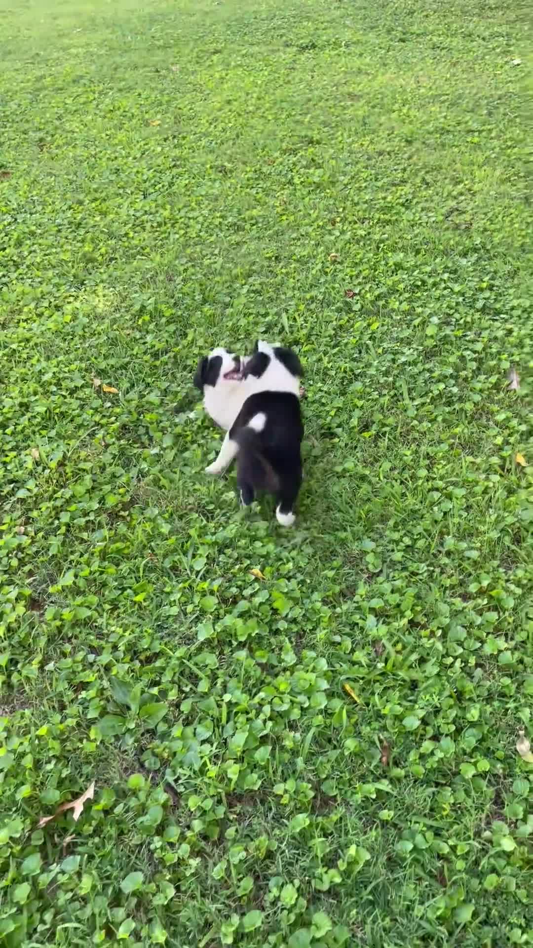 Mixed Breed dogs for sale: Huey - Video 1
