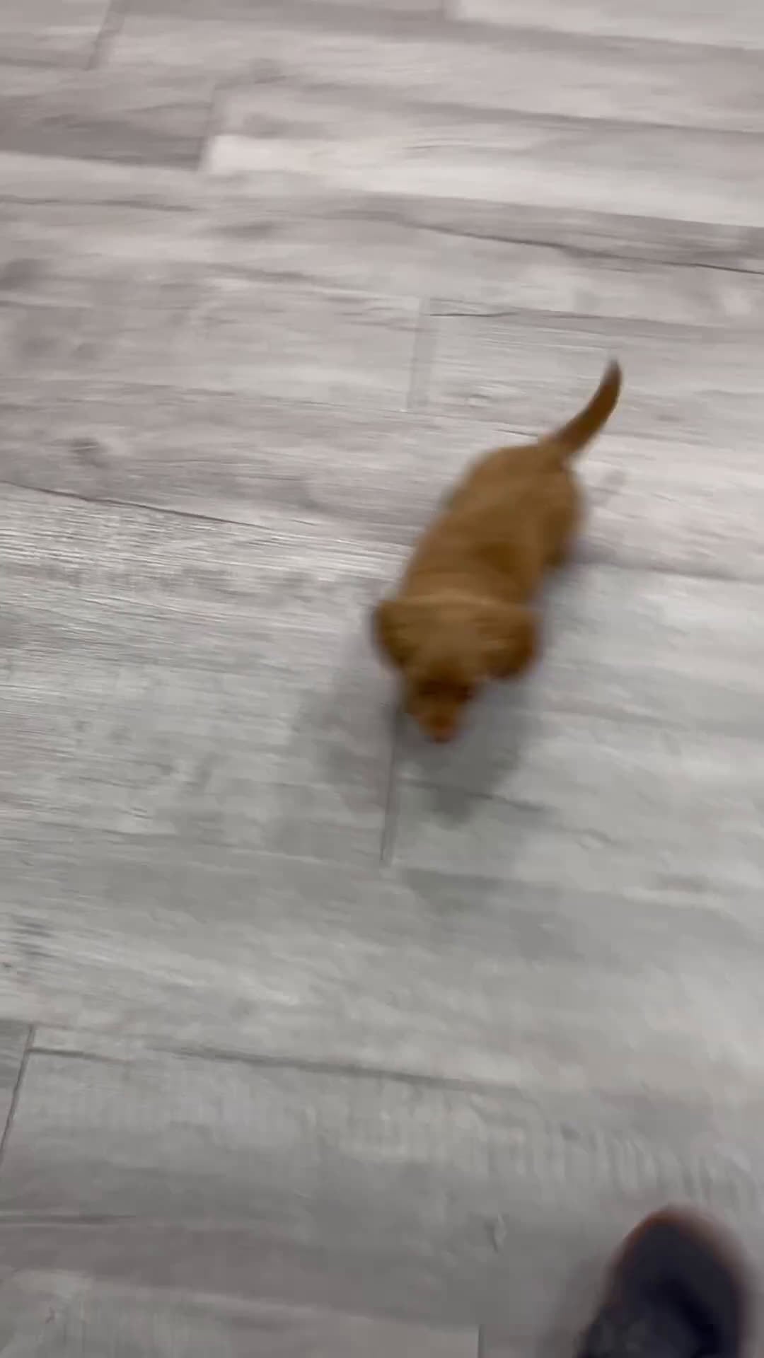 Miniature Dachshund dogs for sale: Callie - Video 1