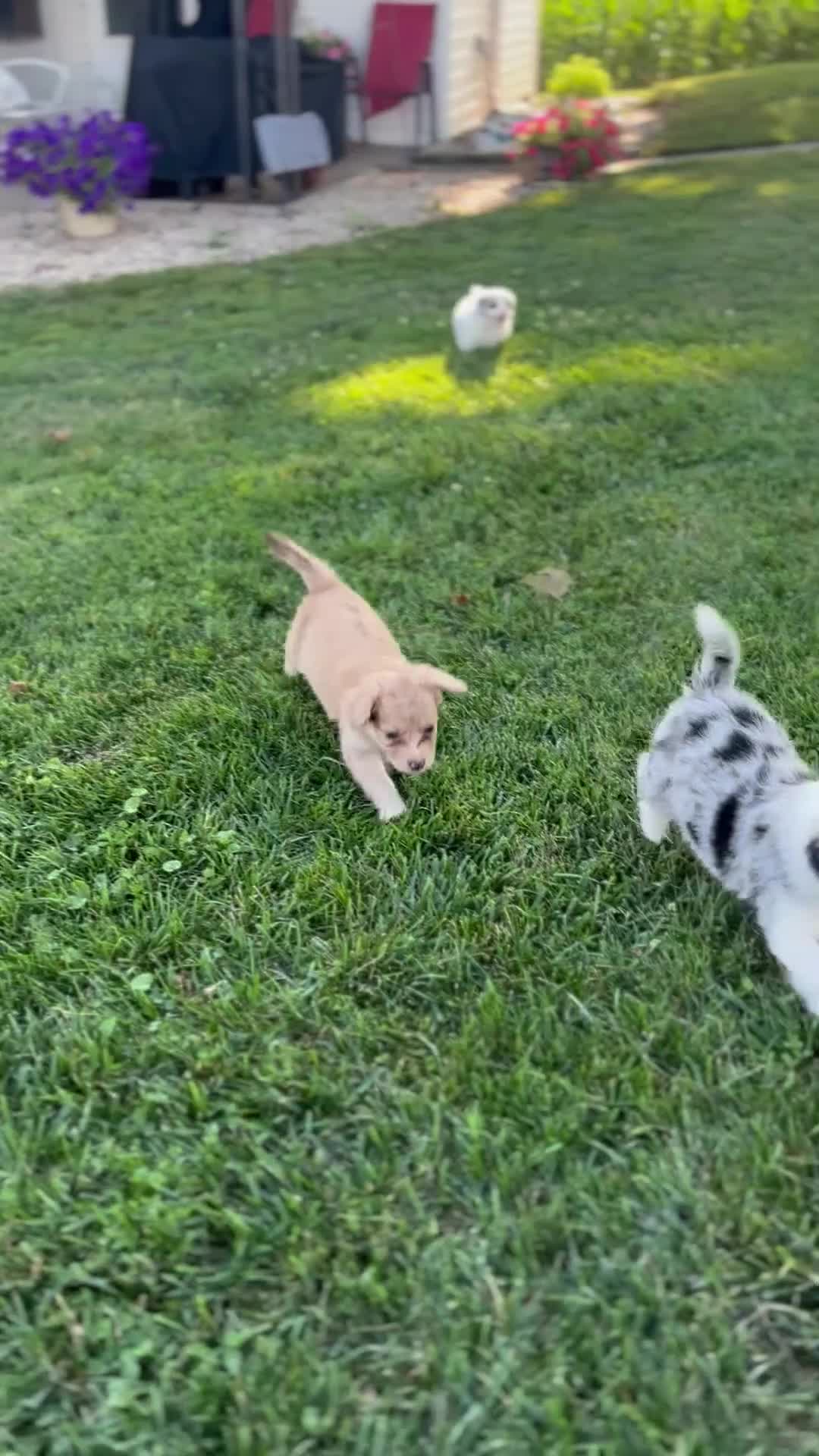 Mini Aussiedoodle dogs for sale: Cash - Video 4