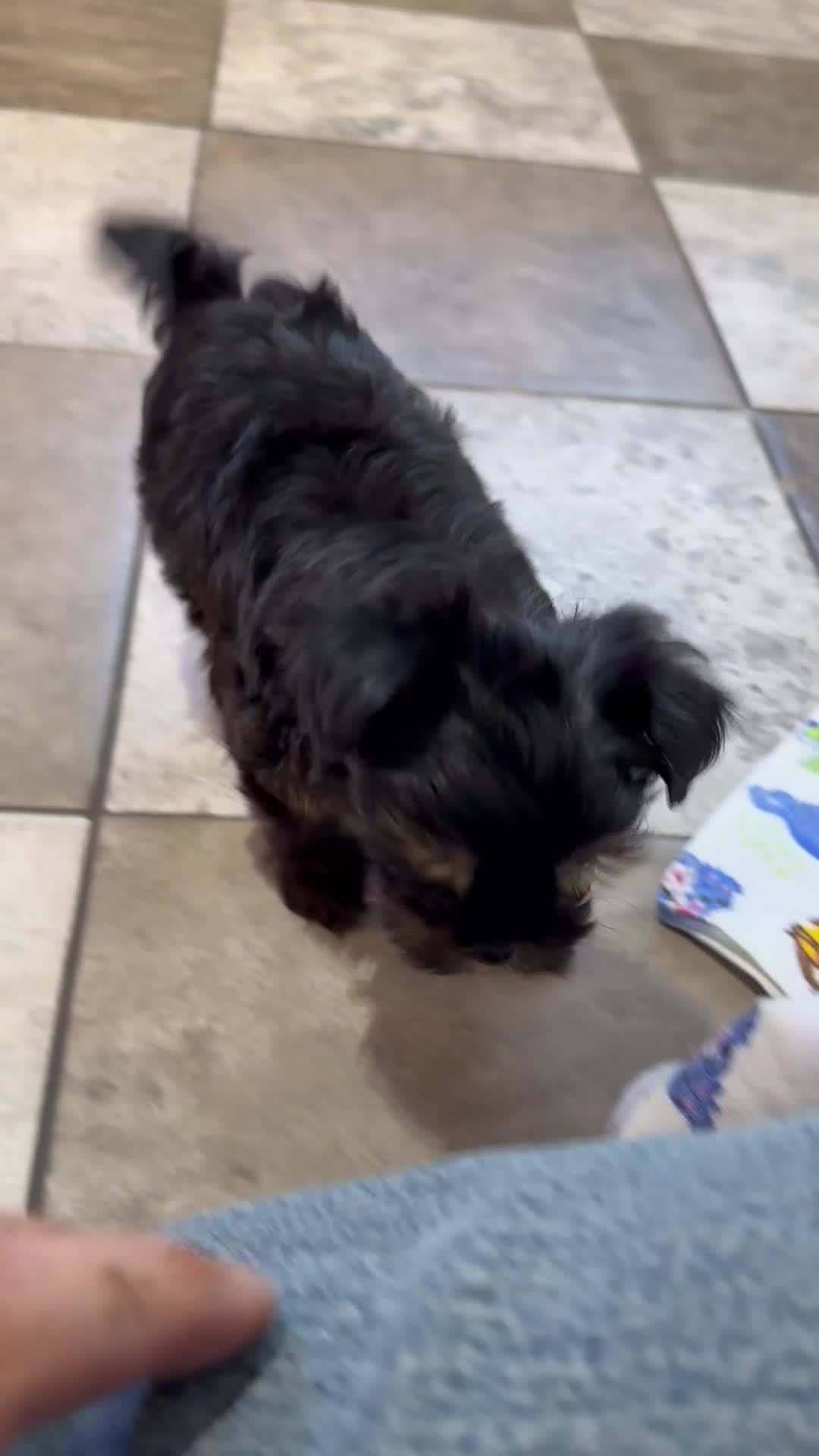 Yorkiepoo dogs for sale: Alice - Video 1