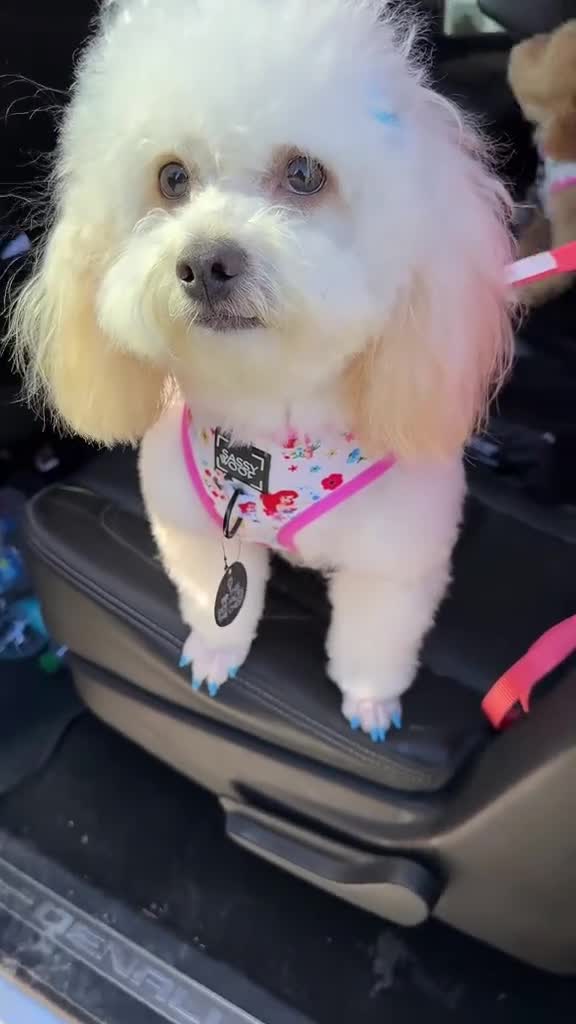 Shihpoo dogs for sale: Shihpoo Puppy 1 - Video 1