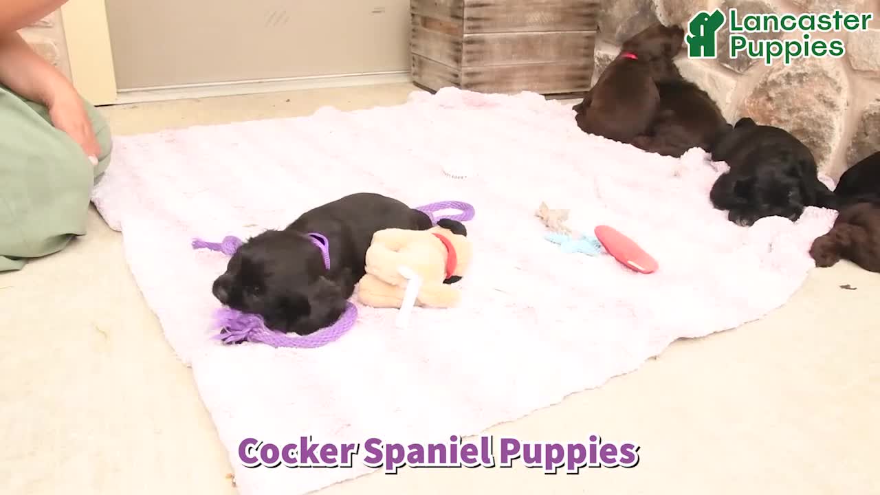 Cocker Spaniel dogs for sale: Darla - Video 1