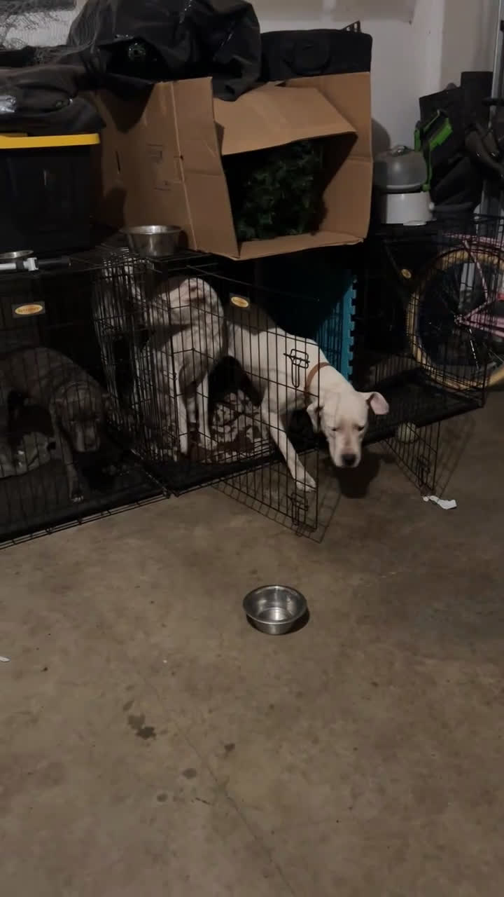 American Bulldog dogs for sale: American Bulldog Puppy 1 - Video 2