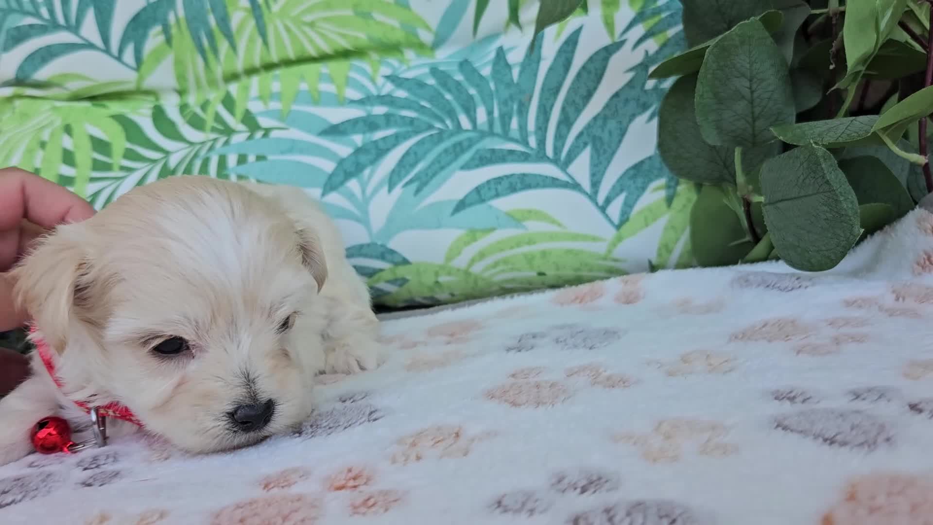 Maltipoo dogs for sale: Rosco - Video 1