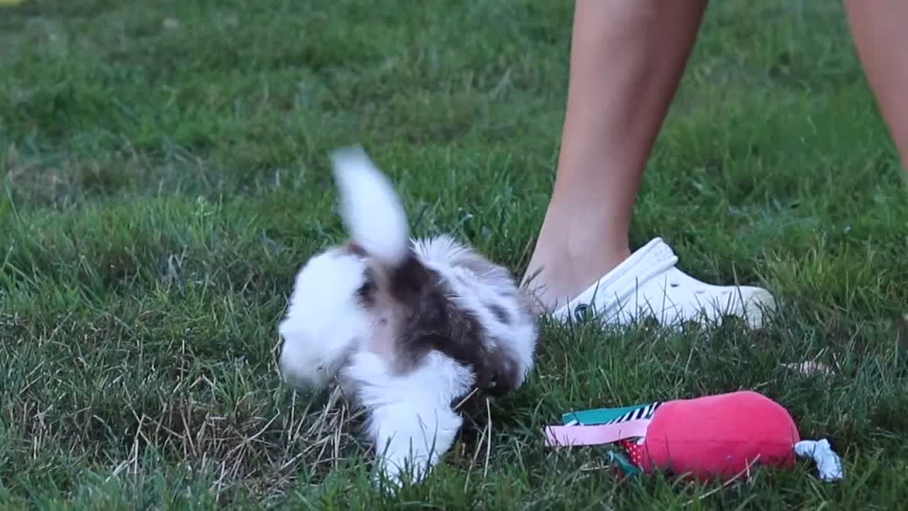 Shih Tzu dogs for sale: River - Video 6