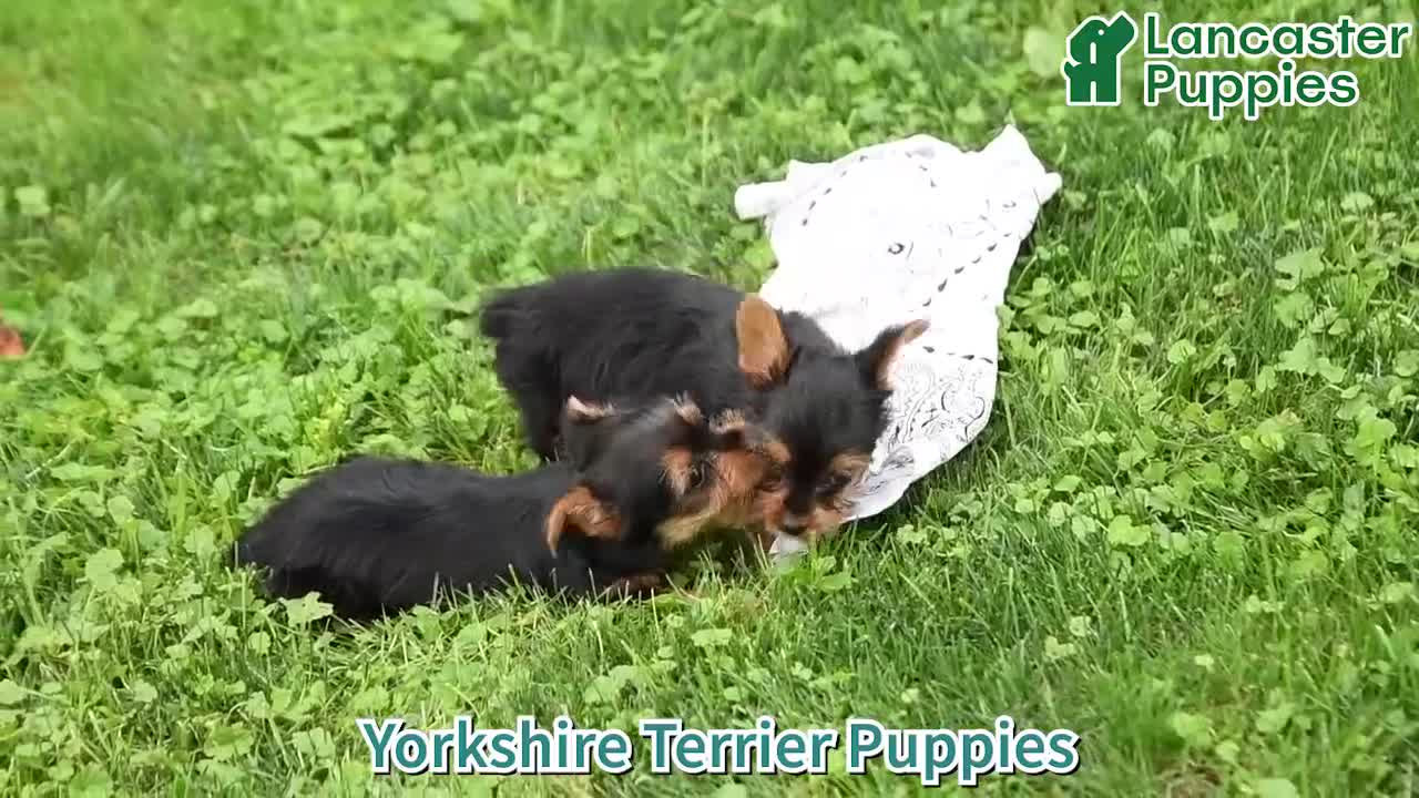 Yorkshire Terrier dogs for sale: Asher - Video 1