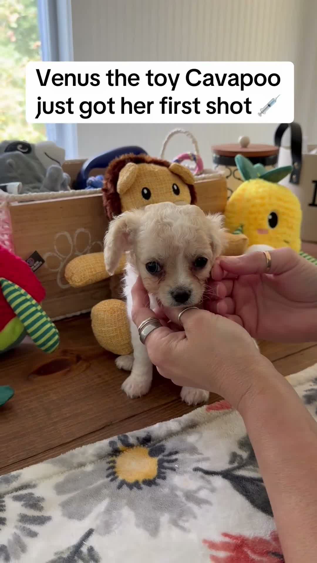 Cavapoo dogs for sale: Cavapoo 3 - Video 1