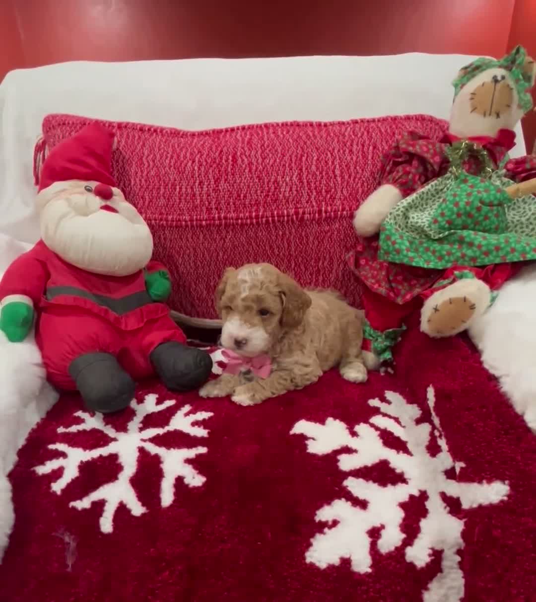 Mini Goldendoodle dogs for sale: Petite Mini Goldendoodle Twinkie - Video 1