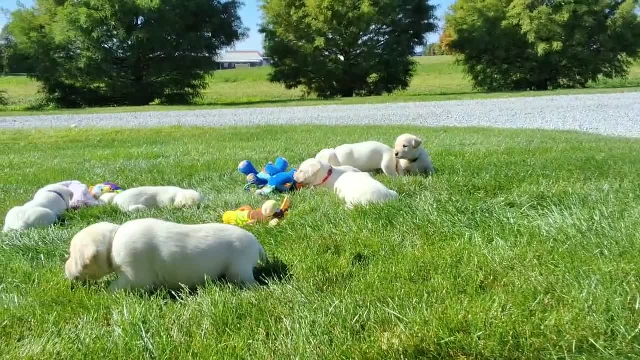 Labrador Retriever dogs for sale: Ace Labrador Retriever 2 - Video 1