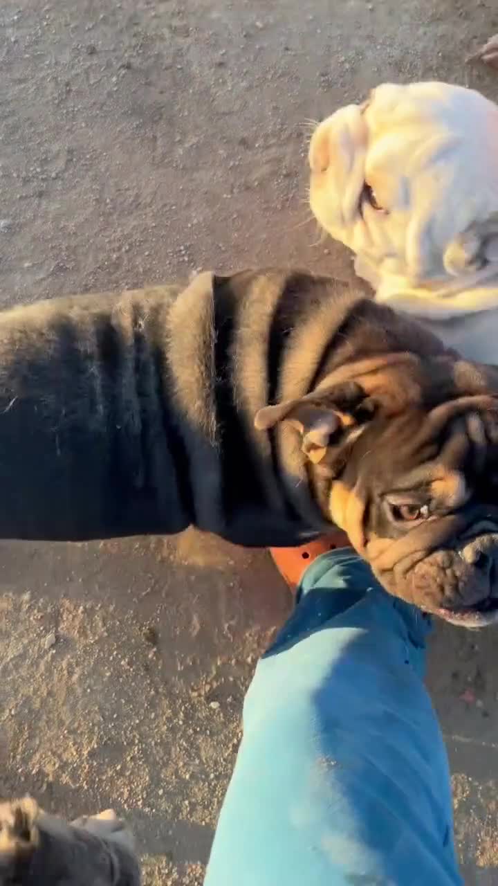 English Bulldog dogs for sale: KINGSTON – Black Tan Tri Loverboy in LA, CA - Video 3