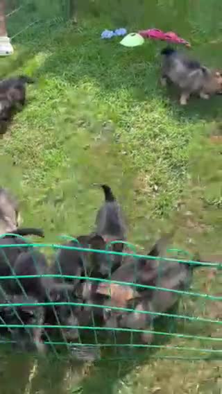 German Shepherd dogs for sale: Sig - Video 4