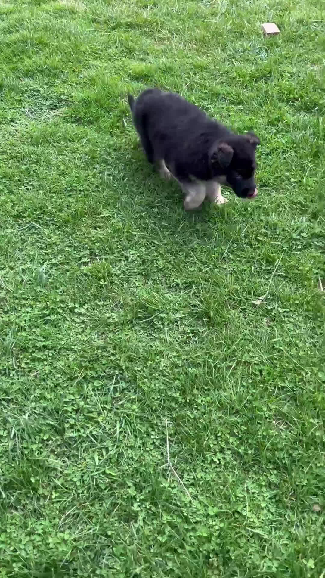 German Shepherd dogs for sale: Bennet - Video 1