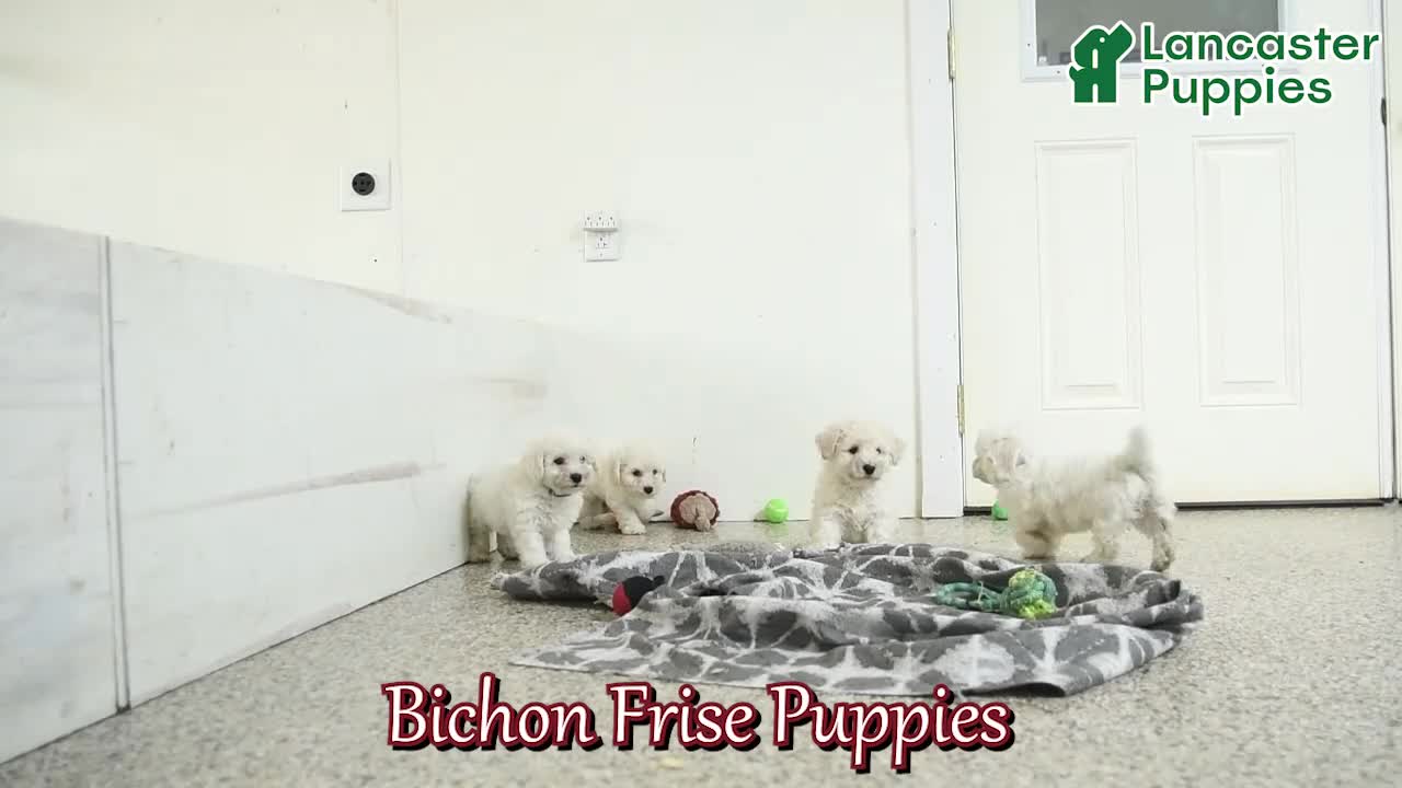 Bichon Frise dogs for sale: Charlotte - Video 1