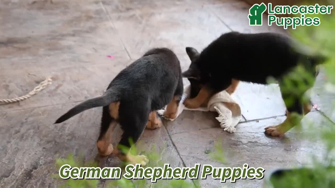 German Shepherd dogs for sale: Nacho - Video 1