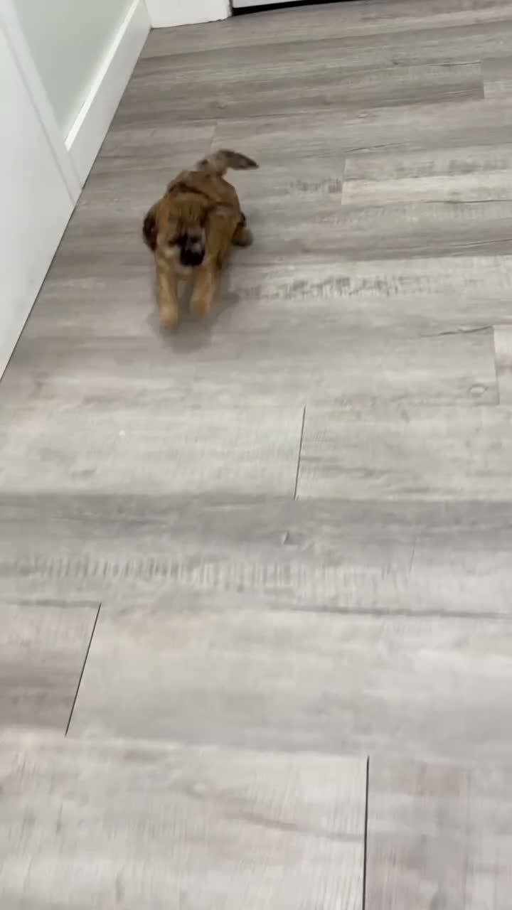 Cavapoo dogs for sale: Indio - Video 1