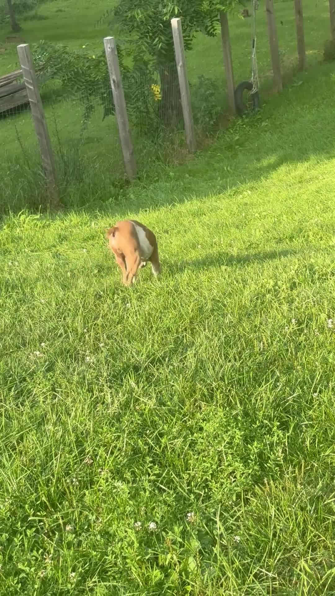 Olde English Bulldogge dogs for sale: Puppy 1 - Video 2