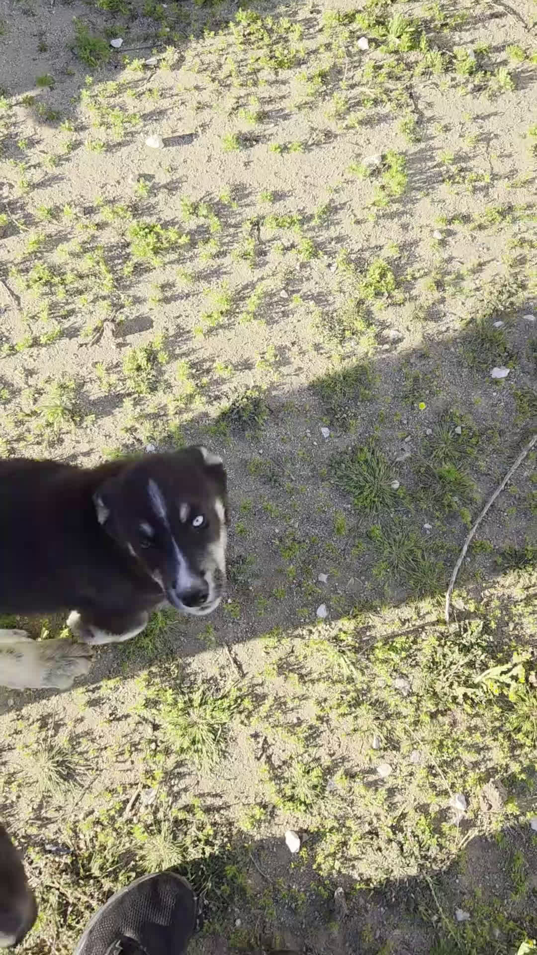 Gerberian Shepsky dogs for sale: Gerberian Shepsky Puppy 1 - Video 1